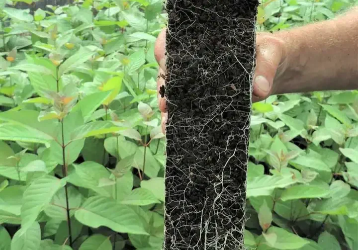 Native Forest Nursery